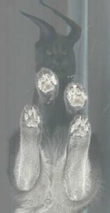 Picture of my cat sitting on my scanner