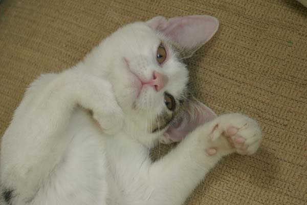 fifi