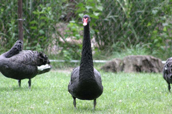 goose