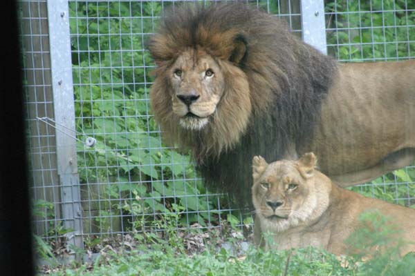 lionsglenoak