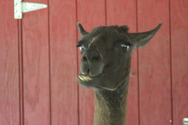 llama