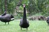 goose