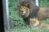 lionsglenoak