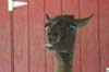llama