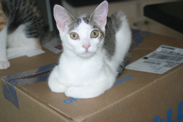 Fiona