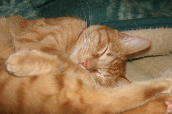 Maxwell