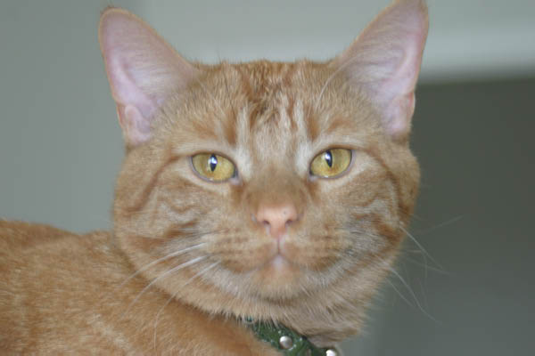 Oliver