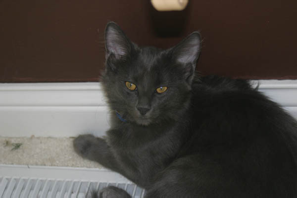 Sampson