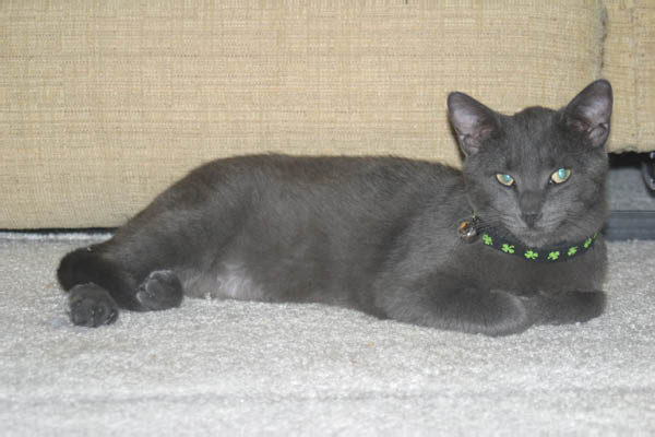 finn2